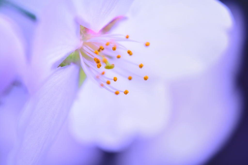 青桜
