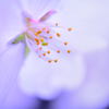 青桜