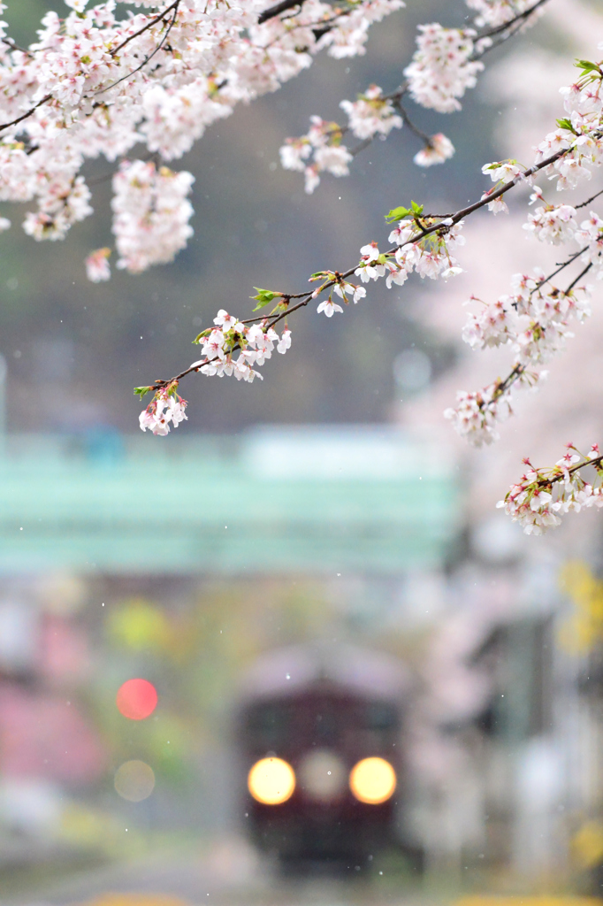 春の雨