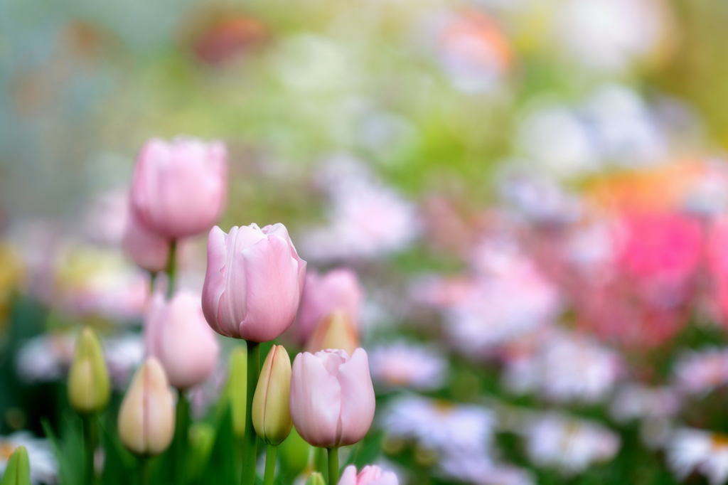 春の華やぎ