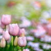 春の華やぎ