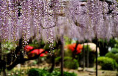 春の日本庭園