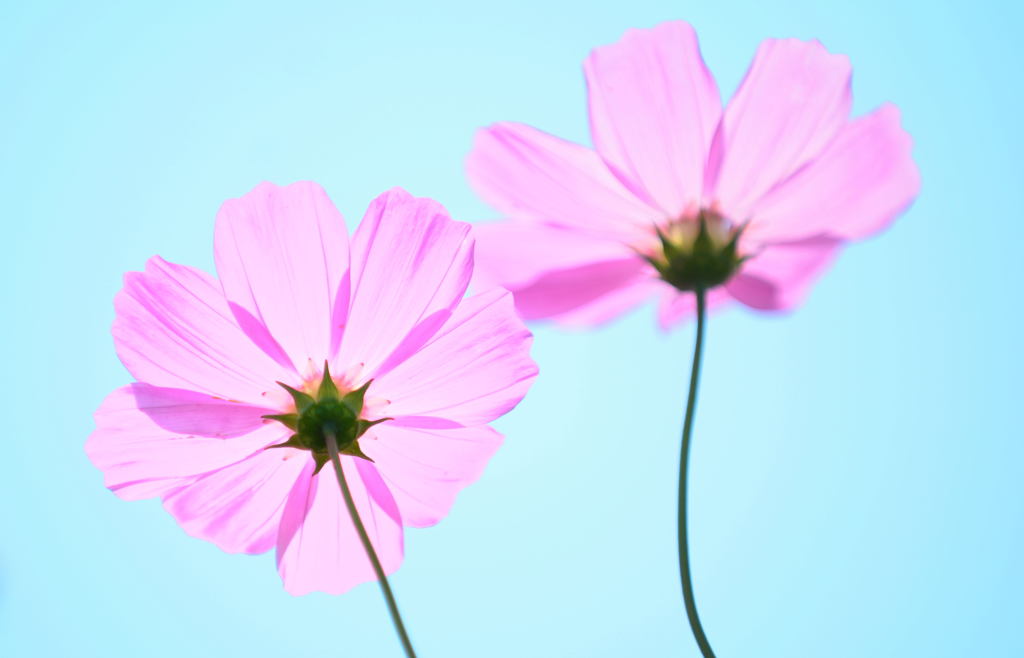 秋桜日和