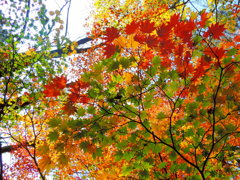 秋の彩色