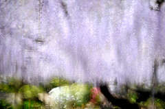 Purple Rain
