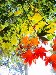 秋の日光浴