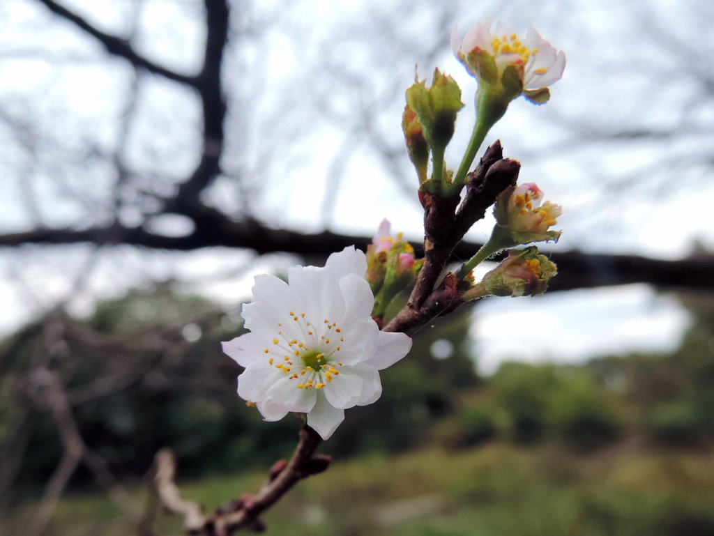 開花