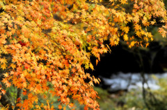 秋の照葉峡