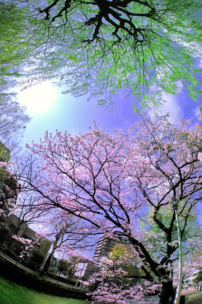 萌黄色に抱かれて