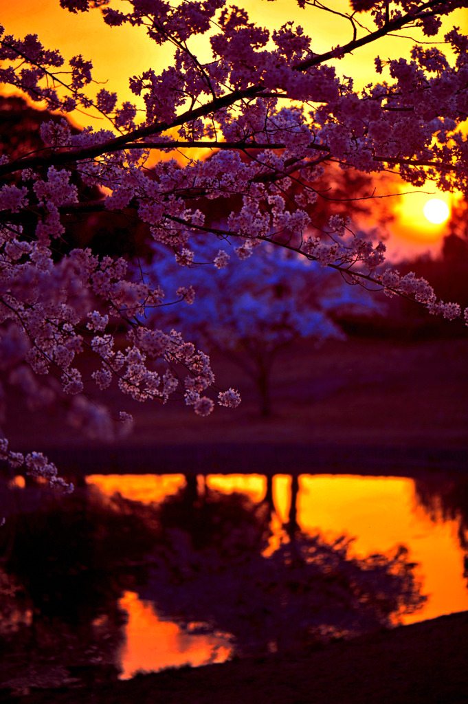 今年も見たいな桜色