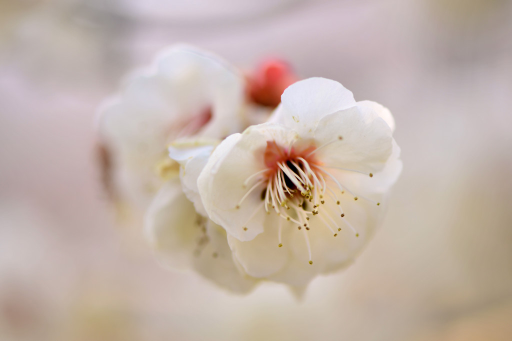 淡花