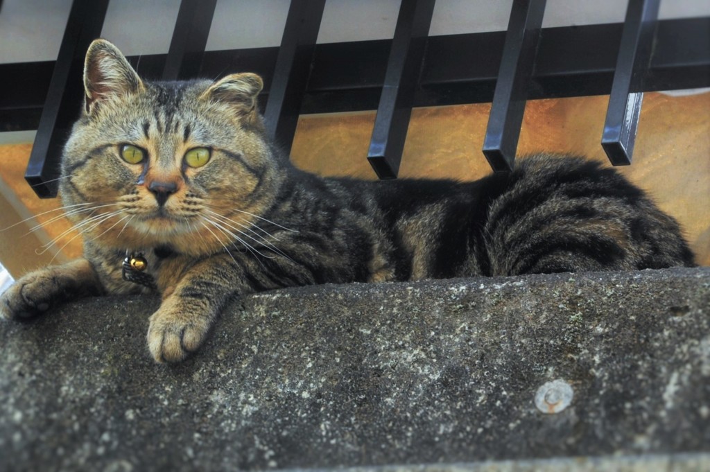 番猫