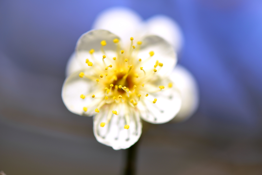 蕊蕊の巻