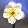 蕊蕊の巻