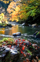 川辺の秋