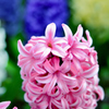 春の花壇