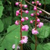 花の山旅