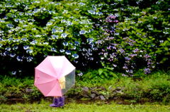 雨に遊ぶ