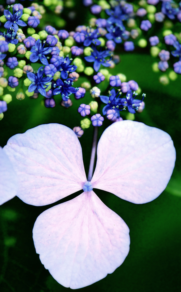 紫陽花