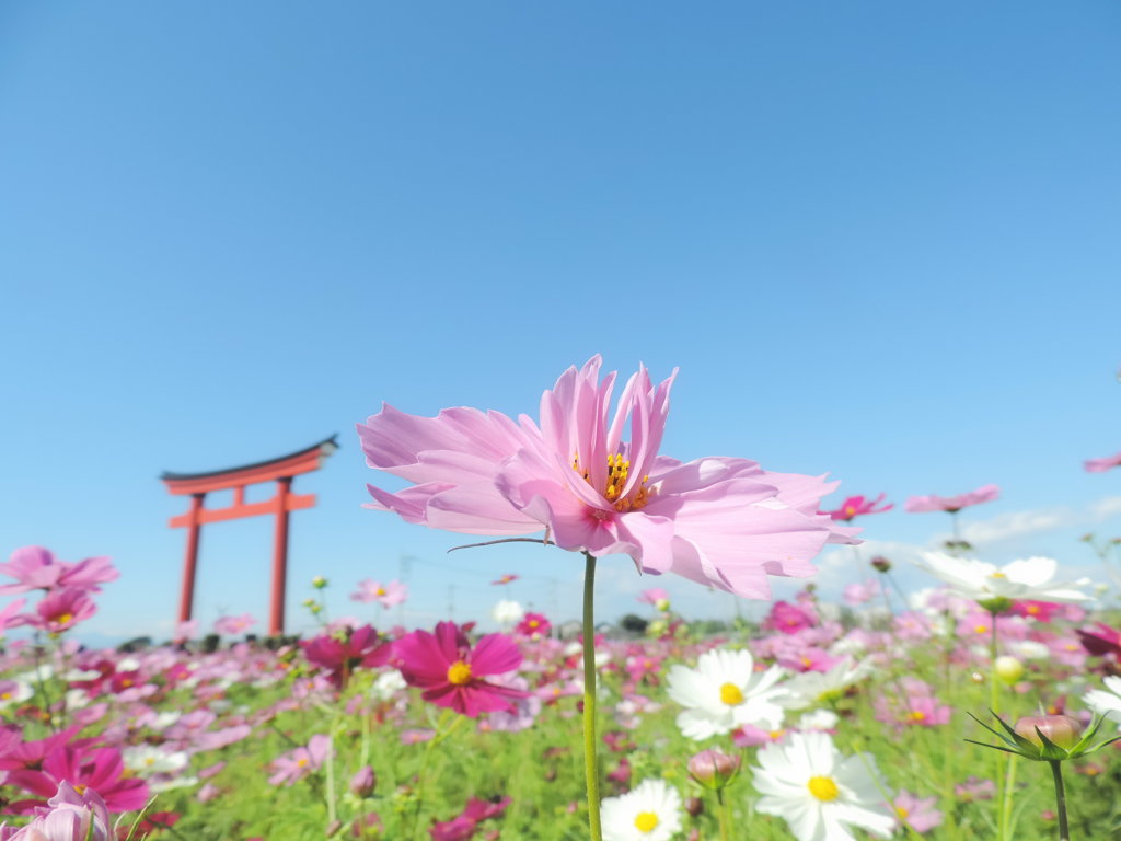 秋の花畑