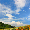 梅雨晴れに咲く