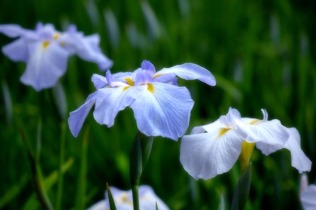 梅雨花