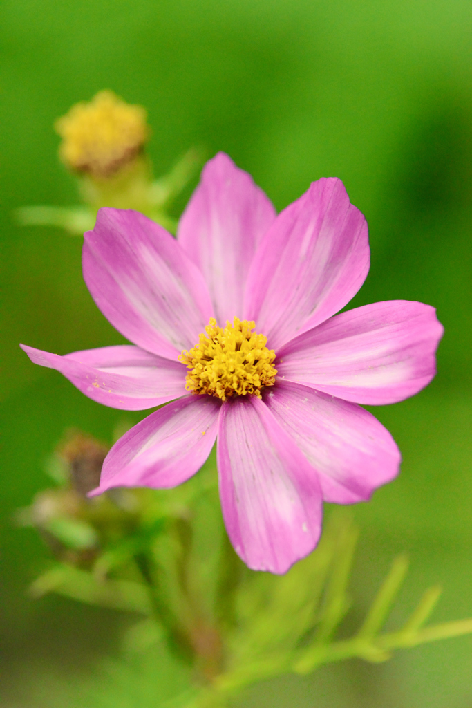 秋の花色