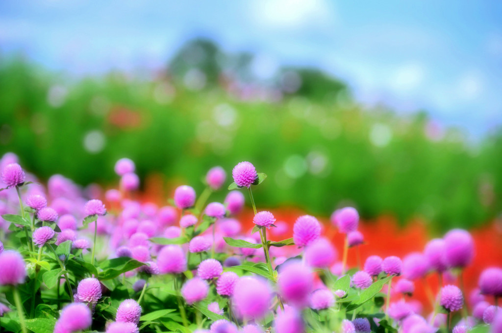 花咲く丘