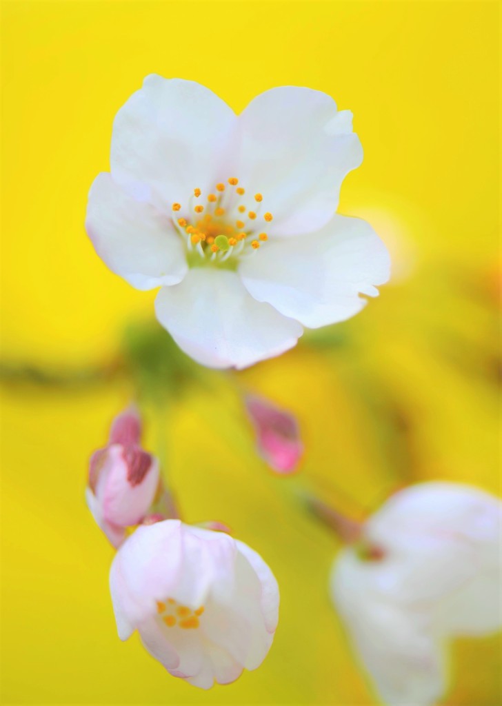 菜の花畑で