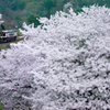 観桜
