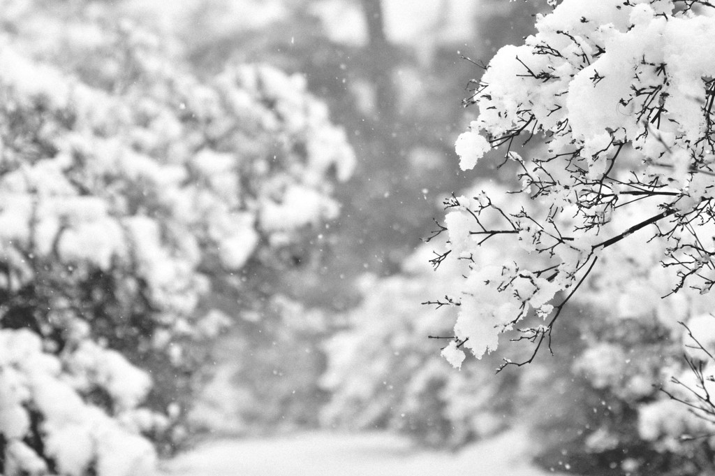 雪の季節