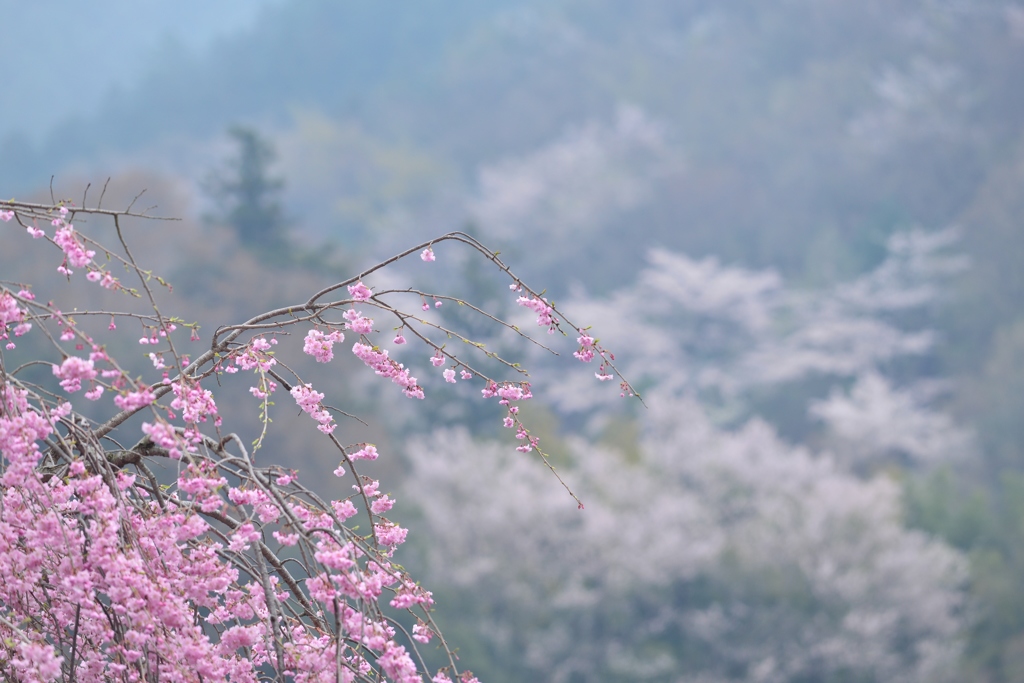 山並みに咲く