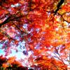紅葉萌え