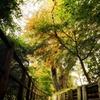 秋の散策路