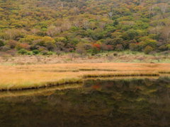 束の間の紅葉