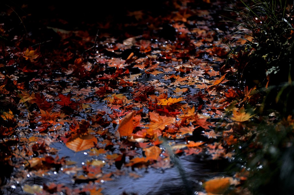 足元の紅葉