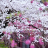 春待てど