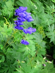 花の山旅