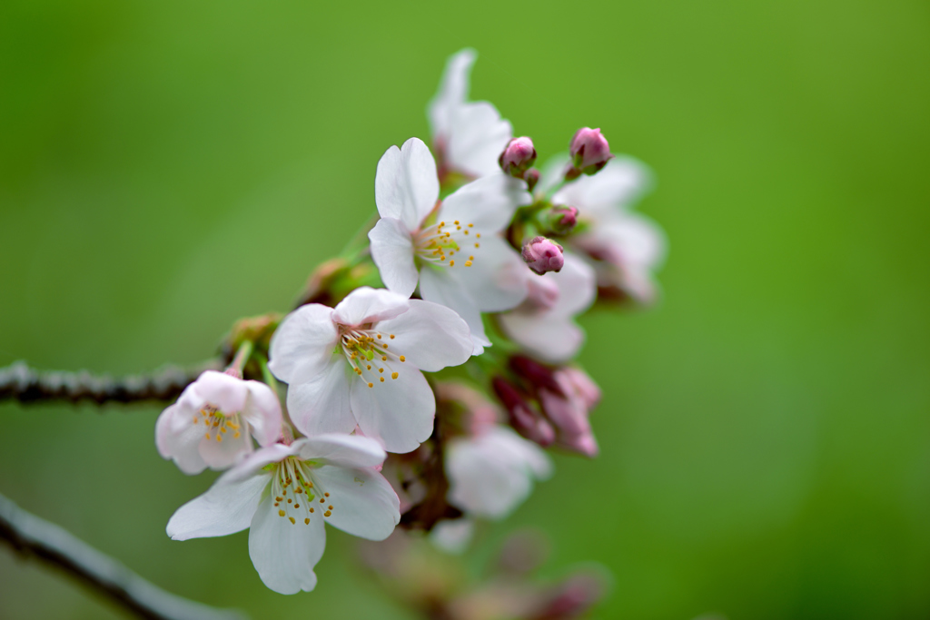 開花