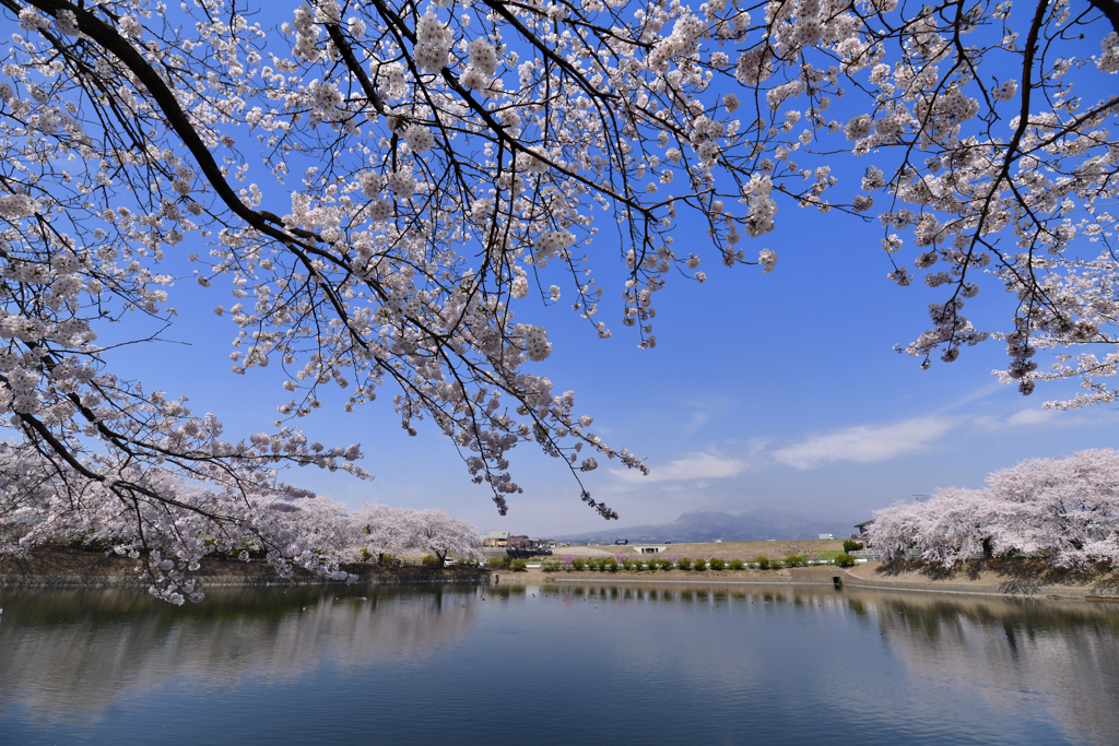 お花見スポット
