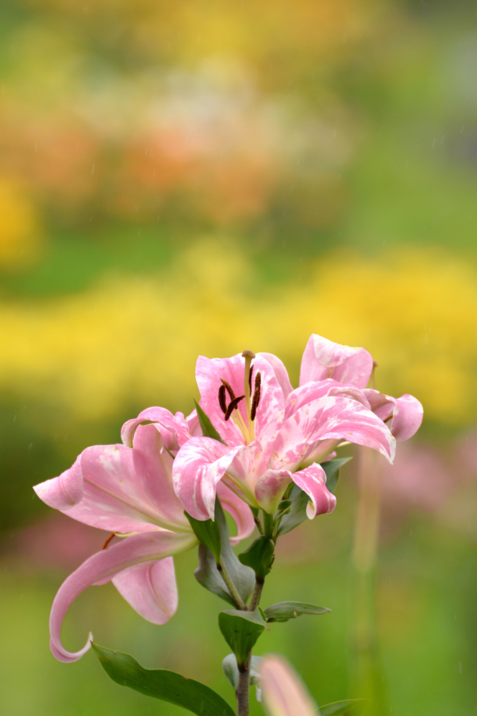 華燭