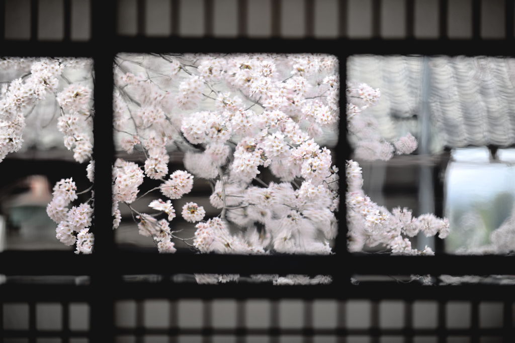 春の揺らぎ