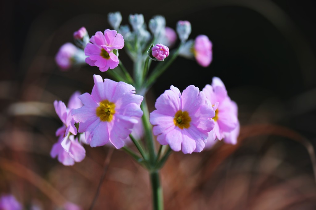 初春の花