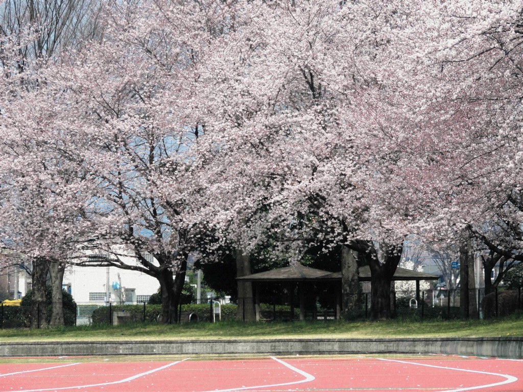 桜を目指して