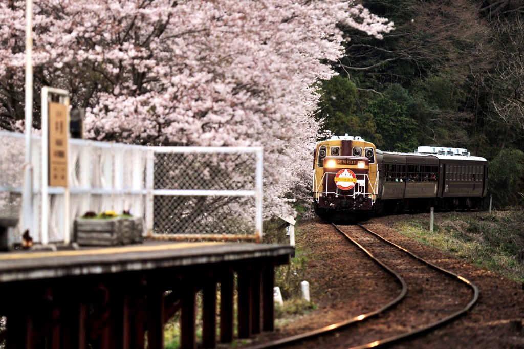 お花見列車