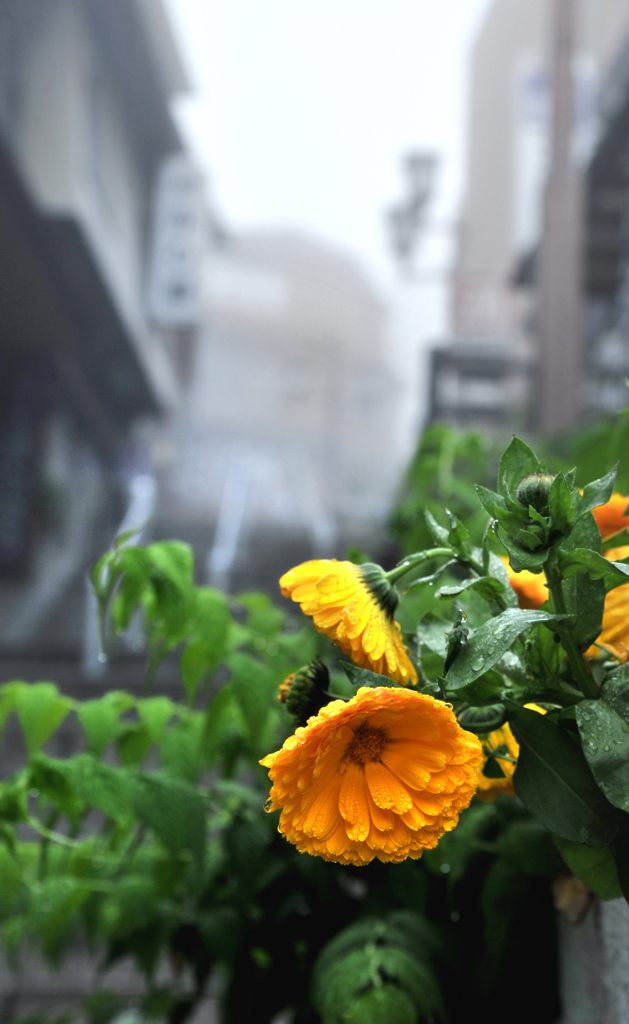 朝霧