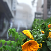 朝霧
