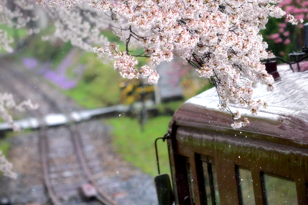 花散らしの雨