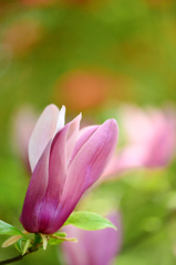 春の花