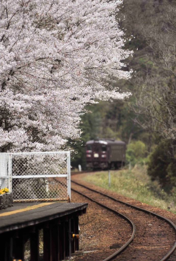 観桜の駅